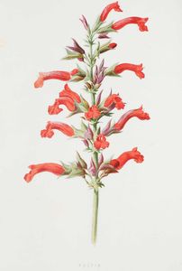 Autori vari - Botanica e floricultura : Raccolta di tre opere, due in lingua inglese e una in lingua francese, dedicate alla floricultura e alla cura dei giardini.  - Asta Libri Antichi e Rari. Incisioni - Associazione Nazionale - Case d'Asta italiane