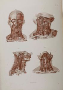 C.E. Bock Atlanti di anatomia dell'uomo. Traduzione italiana autorizzata sulla sesta edizione originale. Seconda edizione. Napoli, presso Riccardo Marghieri 1877  - Asta Libri Antichi e Rari. Incisioni - Associazione Nazionale - Case d'Asta italiane