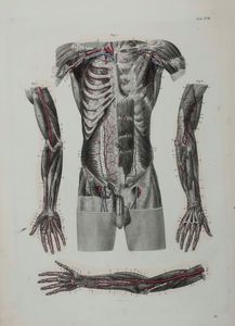 C.E. Bock Atlanti di anatomia dell'uomo. Traduzione italiana autorizzata sulla sesta edizione originale. Seconda edizione. Napoli, presso Riccardo Marghieri 1877  - Asta Libri Antichi e Rari. Incisioni - Associazione Nazionale - Case d'Asta italiane