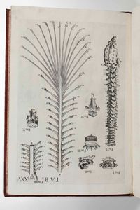 Gaetano Petrioli - Petro Berrettino Cortonensi : Tabulae Anatomicae a celeberrimo pictore Petro Berrettino Cortonensi delineatae, & egregi� aeri incifae nunc primum produent, et a Cajetano Petrioli Romano...Romae, Ex Typographia Antonii de Rubeis, 1741.  - Asta Libri Antichi e Rari. Incisioni - Associazione Nazionale - Case d'Asta italiane