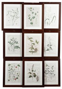 Genévieve De Nangis Regnault - De Nangis Regnault, Genévieve Serie botanica di 14 tavole con delicata coloritura.