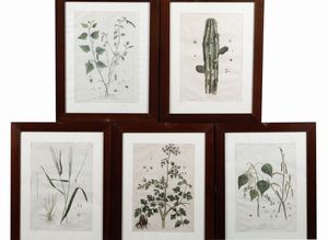 Genévieve De Nangis Regnault : De Nangis Regnault, Genvieve Serie botanica di 14 tavole con delicata coloritura.  - Asta Libri Antichi e Rari. Incisioni - Associazione Nazionale - Case d'Asta italiane