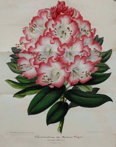 Casimir Magnat : Trait� du langage symbolique, emblematique et religieux des fleurs, Paris, A. Touzet (1855)  - Asta Libri Antichi e Rari. Incisioni - Associazione Nazionale - Case d'Asta italiane