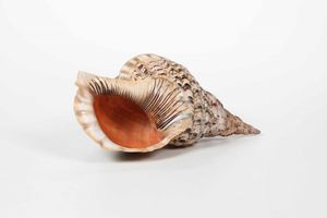 Due conchiglie  - Asta Dimore italiane | Cambi Time - Associazione Nazionale - Case d'Asta italiane