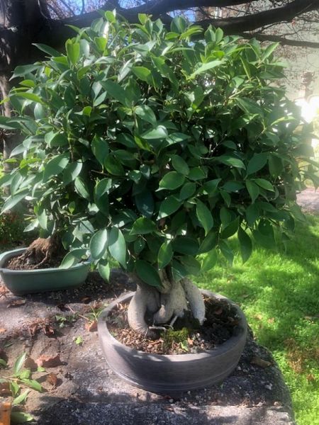 BENEDETTA e MARCO ROUSSEAU  - Asta Asta a tempo AIRC - Associazione Nazionale - Case d'Asta italiane