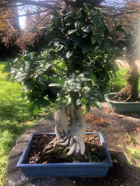 BENEDETTA e MARCO ROUSSEAU  - Asta Asta a tempo AIRC - Associazione Nazionale - Case d'Asta italiane