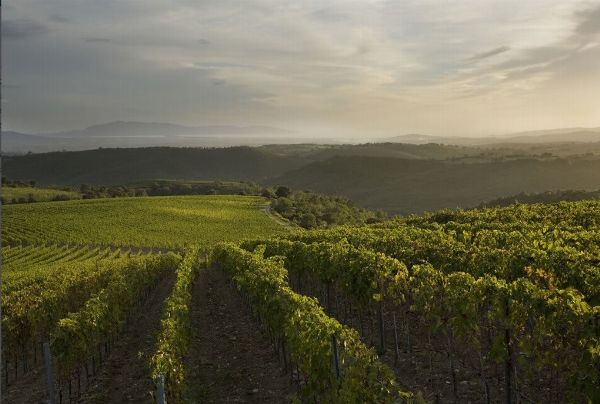 FATTORIA LE PUPILLE  - Asta Asta a tempo AIRC - Associazione Nazionale - Case d'Asta italiane