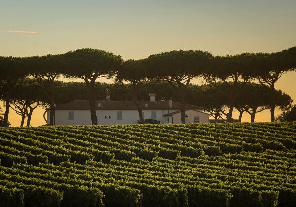 MARCHESI ANTINORI Spa  - Asta Asta a tempo AIRC - Associazione Nazionale - Case d'Asta italiane