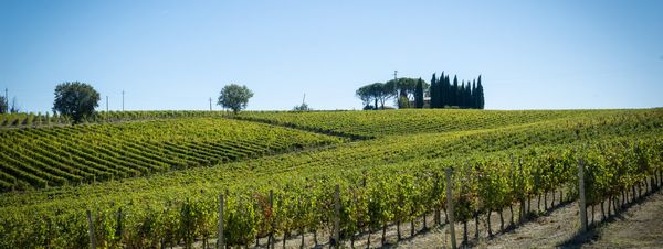 SCACCIADIAVOLI - Montefalco (Perugia)  - Asta Asta a tempo AIRC - Associazione Nazionale - Case d'Asta italiane