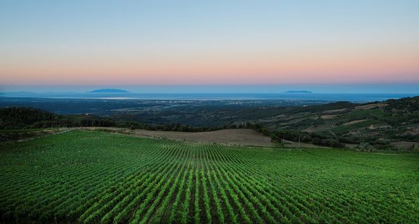TENUTA PRIMA PIETRA, Riparbella (Pisa)  - Asta Asta a tempo AIRC - Associazione Nazionale - Case d'Asta italiane