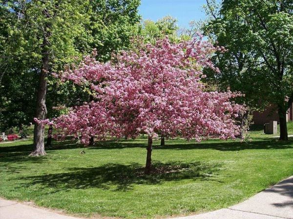 ANDREA MATI - PIANTE MATI - Pistoia  - Asta Asta a tempo AIRC - Associazione Nazionale - Case d'Asta italiane