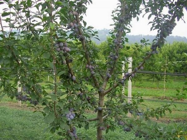 ANDREA MATI - PIANTE MATI - Pistoia  - Asta Asta a tempo AIRC - Associazione Nazionale - Case d'Asta italiane