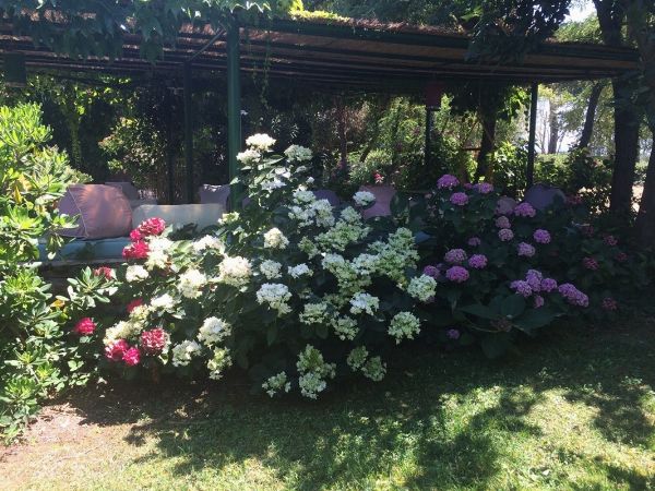 FABRIZIA SCASSELLATI SFORZOLINI  - Asta Asta a tempo AIRC - Associazione Nazionale - Case d'Asta italiane