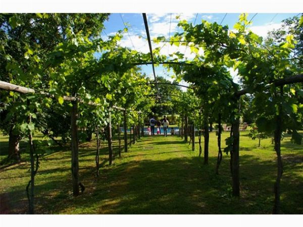 PAOLO e ALESSANDRA MONTANI DELLA FARGNA  - Asta Asta a tempo AIRC - Associazione Nazionale - Case d'Asta italiane