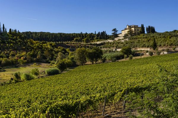 FATTORIA di TORRE A CONA - San Donato in Collina, Rignano sull'Arno (Firenze)  - Asta Asta a tempo AIRC - Associazione Nazionale - Case d'Asta italiane