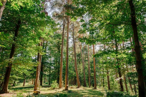 TENUTA DE L�ANNUNZIATA NATURAL RELAIS  - Asta Asta a tempo AIRC - Associazione Nazionale - Case d'Asta italiane