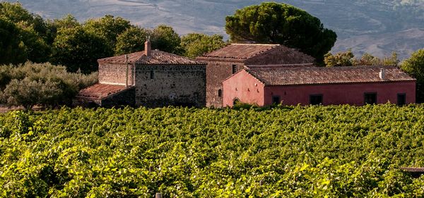 PLANETA  - Asta Asta a tempo AIRC - Associazione Nazionale - Case d'Asta italiane
