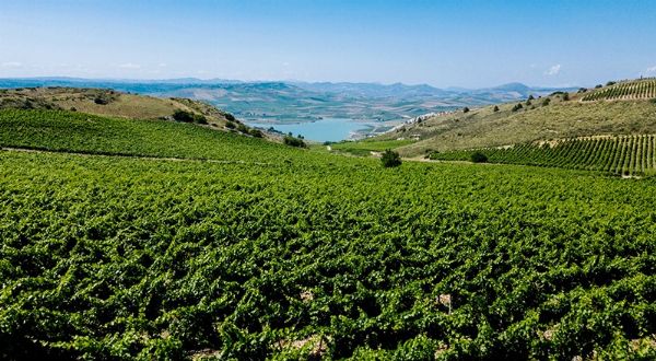 PLANETA  - Asta Asta a tempo AIRC - Associazione Nazionale - Case d'Asta italiane