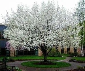 ANDREA MATI - PIANTE MATI - Pistoia  - Asta Asta a tempo AIRC - Associazione Nazionale - Case d'Asta italiane