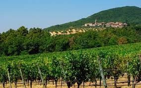 TENUTA DI ARCENO  - Asta Asta a tempo AIRC - Associazione Nazionale - Case d'Asta italiane