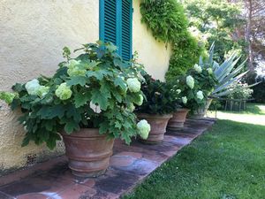 FABRIZIA SCASSELLATI SFORZOLINI  - Asta Asta a tempo AIRC - Associazione Nazionale - Case d'Asta italiane