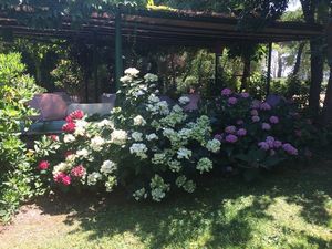 FABRIZIA SCASSELLATI SFORZOLINI  - Asta Asta a tempo AIRC - Associazione Nazionale - Case d'Asta italiane