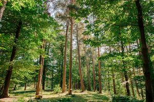 TENUTA DE L�ANNUNZIATA NATURAL RELAIS  - Asta Asta a tempo AIRC - Associazione Nazionale - Case d'Asta italiane