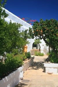 MASSERIA IL MELOGRANO - Monopoli (Bari)  - Asta Asta a tempo AIRC - Associazione Nazionale - Case d'Asta italiane