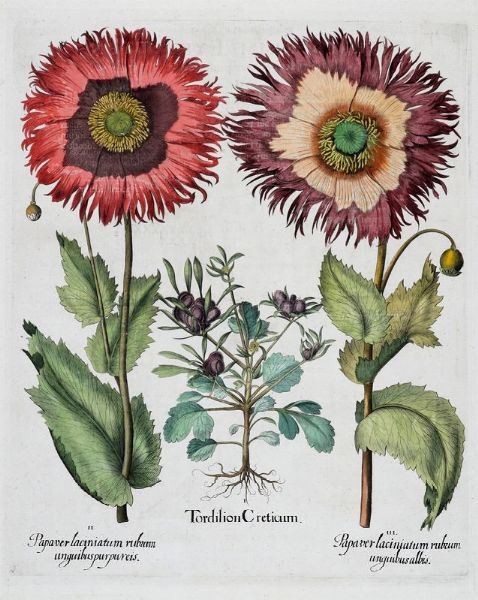 BASILIUS BESLER : Quattro tavole da Hortus Eystettensis.  - Asta Arte antica, moderna e contemporanea - Associazione Nazionale - Case d'Asta italiane