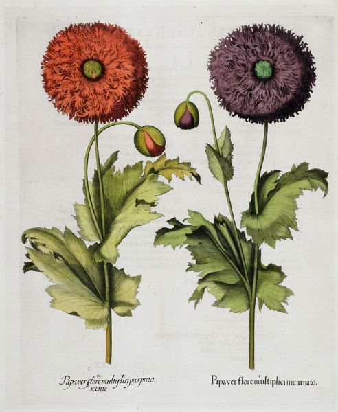 BASILIUS BESLER : Quattro tavole da Hortus Eystettensis.  - Asta Arte antica, moderna e contemporanea - Associazione Nazionale - Case d'Asta italiane