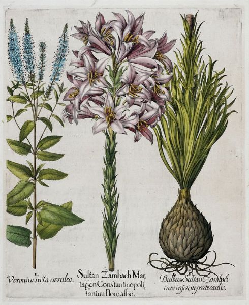 BASILIUS BESLER : Quattro tavole da Hortus Eystettensis.  - Asta Arte antica, moderna e contemporanea - Associazione Nazionale - Case d'Asta italiane