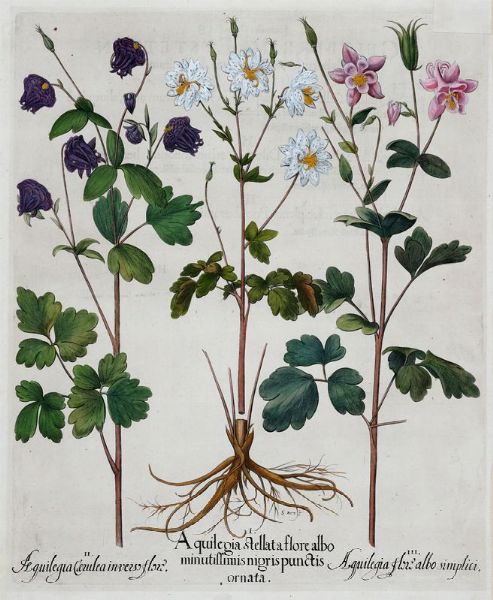 BASILIUS BESLER : Tre tavole da Hortus Eystettensis.  - Asta Arte antica, moderna e contemporanea - Associazione Nazionale - Case d'Asta italiane