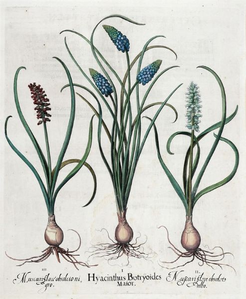 BASILIUS BESLER : Tre tavole da Hortus Eystettensis.  - Asta Arte antica, moderna e contemporanea - Associazione Nazionale - Case d'Asta italiane