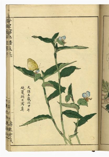 Album di fiori.  - Asta Arte antica, moderna e contemporanea - Associazione Nazionale - Case d'Asta italiane