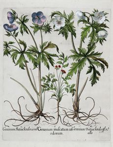 BASILIUS BESLER : Quattro tavole da Hortus Eystettensis.  - Asta Arte antica, moderna e contemporanea - Associazione Nazionale - Case d'Asta italiane