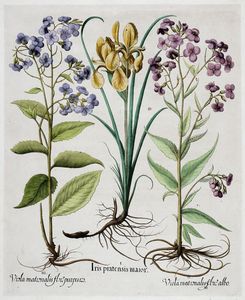 BASILIUS BESLER : Quattro tavole da Hortus Eystettensis.  - Asta Arte antica, moderna e contemporanea - Associazione Nazionale - Case d'Asta italiane