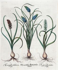 BASILIUS BESLER : Tre tavole da Hortus Eystettensis.  - Asta Arte antica, moderna e contemporanea - Associazione Nazionale - Case d'Asta italiane