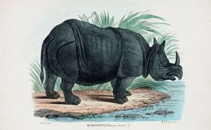 Lotto di cinque tavole raffiguranti animali.  - Asta Arte antica, moderna e contemporanea - Associazione Nazionale - Case d'Asta italiane