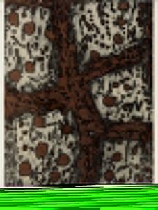 Antonio Zoran Music - Terre Dalmates.