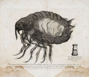PIETRO LUCATELLI (O LOCATELLI) - Vero disegno del Pulce delineato dal Sig.r Pietro Lucatelli Pittore celeb ?rrimo in Roma il corrente a 1686 et osservato dall'istesso col Microscopio...