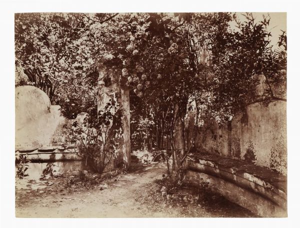 WILHELM (VON) GLOEDEN : Giardino.  - Asta Fotografie storiche - Associazione Nazionale - Case d'Asta italiane