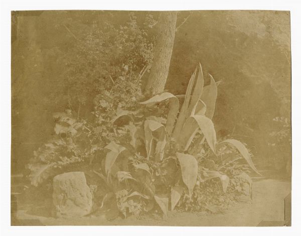 GIACOMO CANEVA : Agave.  - Asta Fotografie storiche - Associazione Nazionale - Case d'Asta italiane