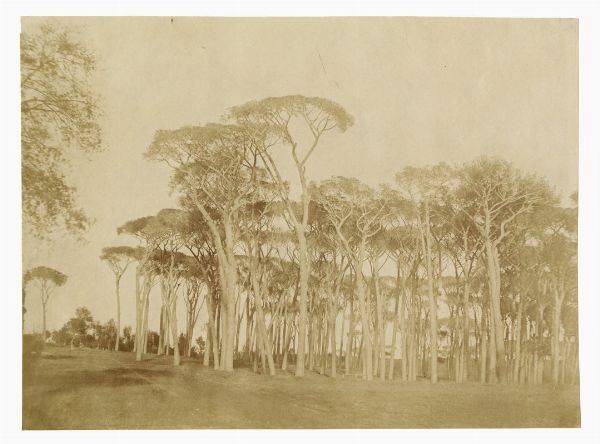 GIACOMO CANEVA : Pini marittimi a Villa Doria Pamphilj.  - Asta Fotografie storiche - Associazione Nazionale - Case d'Asta italiane