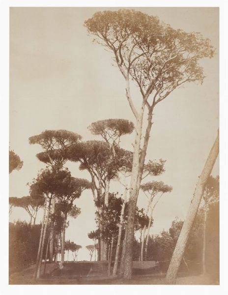 ROBERT MACPHERSON : Roma. Pini marittimi a Villa Doria Pamphilj.  - Asta Fotografie storiche - Associazione Nazionale - Case d'Asta italiane