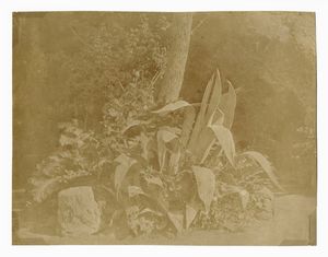 GIACOMO CANEVA - Agave.