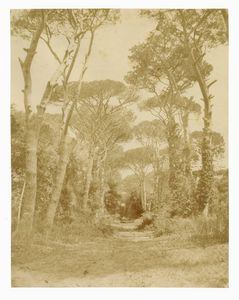 GIACOMO CANEVA - Pineta di Castel Fusano.