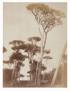 ROBERT MACPHERSON - Roma. Pini marittimi a Villa Doria Pamphilj.