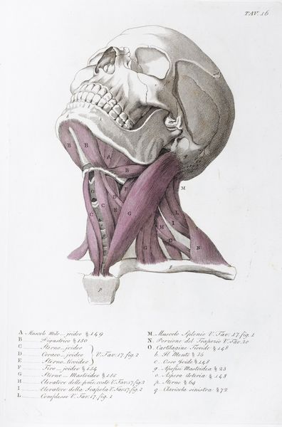 Giuseppe Del Medico : Anatomia per uso dei pittori e scultori.  - Asta Libri, autografi e stampe - Associazione Nazionale - Case d'Asta italiane