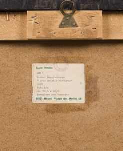 MAPPLETHORPE ROBERT (1946 - 1989) : Lucio animale notturno.  - Asta Asta 388 | ARTE MODERNA E CONTEMPORANEA Tradizionale - Associazione Nazionale - Case d'Asta italiane