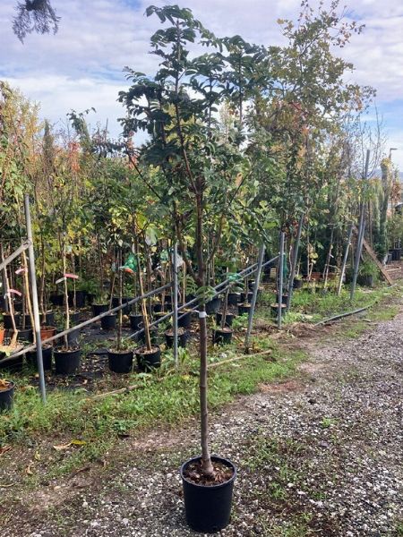 IGNAZIO e CHIARA  ELIZARI  - Asta Asta AIRC - Associazione Nazionale - Case d'Asta italiane